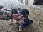 Щенки кавказской овчарки объявление продам