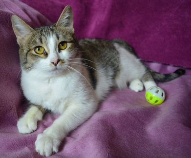 Молодая кошечка в добрые руки