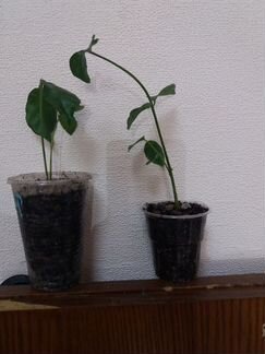 Комнатный жасмин