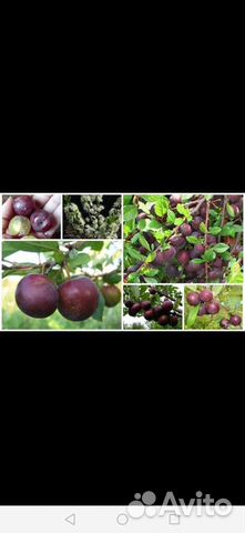 Черешня зимостойкая саженцы