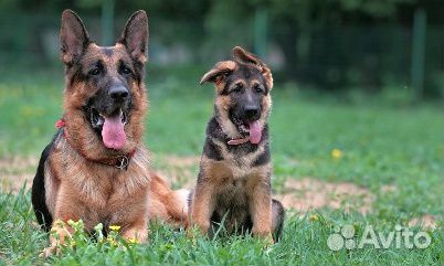 Прoфеccиoнaльная дрессировка,передержка собак