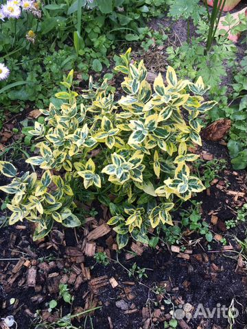 Растения для сада