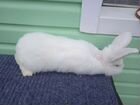 Кролики новозеландские белые объявление продам