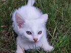 Турецкая ангора котёнок в добрые руки объявление продам