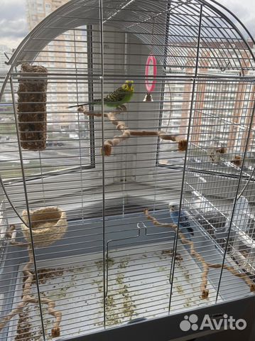 Попугай+ клетка