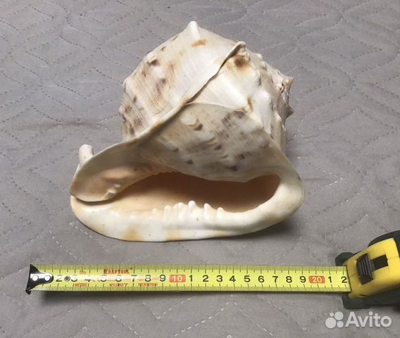 Морская раковина