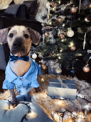 Ксолоитцкуинтли мексиканская голая