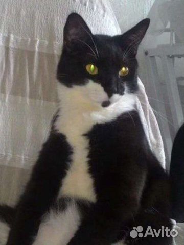 Передержка животных