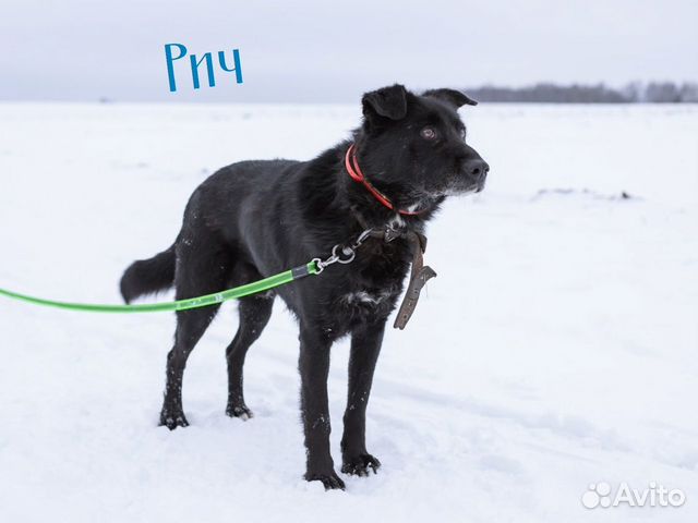 Черные собаки из приюта(много)