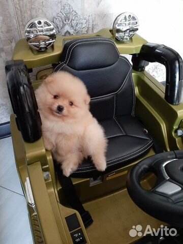 Щенки померанского шпица мишки