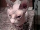 Канадский сфинкс кошка объявление продам