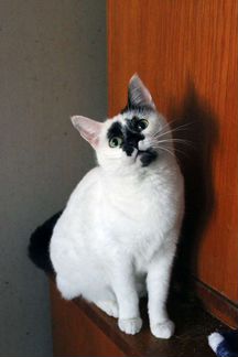 Ласковая Кошка Клякса