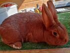 Кролик новозеландские красные нзк объявление продам