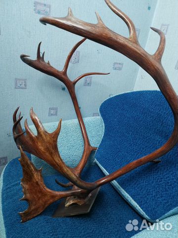 Отдам рога оленя