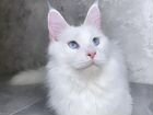 Белый котенок мейн-кун с голубыми глазами объявление продам