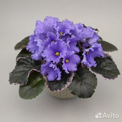 Фиалки и стрептокарпусы