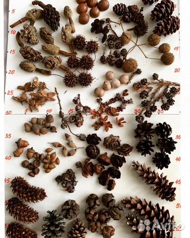 Шишки Набор для творчества