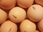 Инкуб. яйцо, цыплята бройлеры объявление продам
