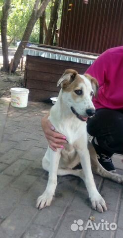 Среднеазиатская овчарка, помесь