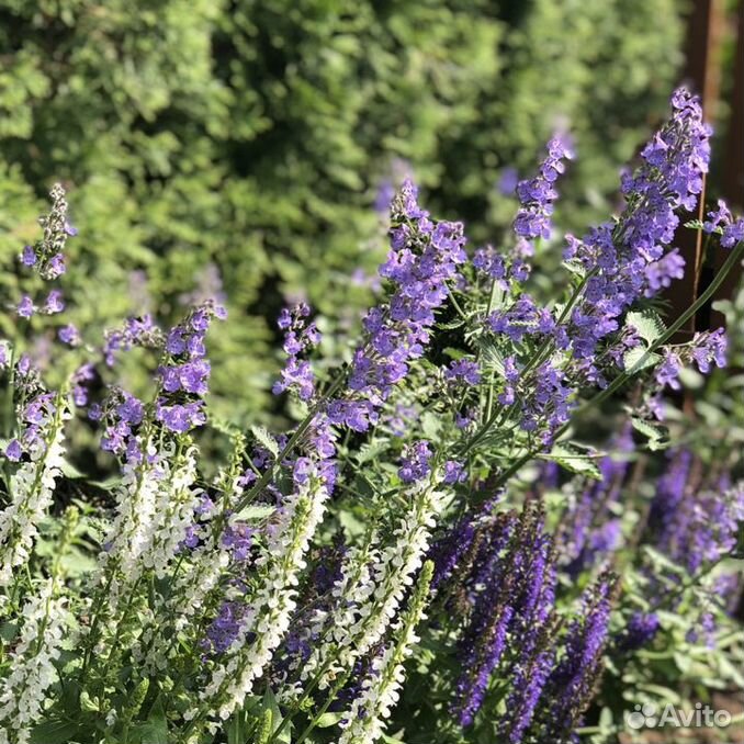 Котовник walker s low. Котовник Фассена уолкерс Лоу. Котовник Фассена (Nepeta faassenii `Six Hills giant`). Котовник Фассена Walker's Low. Котовник сикс Хиллс Гиант.