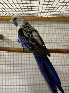 Бернардовые попугаи и розеллы