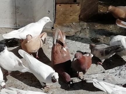 Бойные голуби в Ессентуках у Акунц Арама