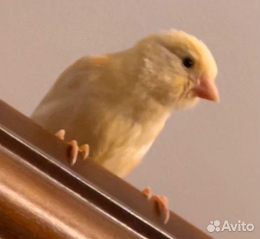Кенара молодые птенцы (3,4,5 месяца)