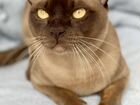 Бурманский кот вязка