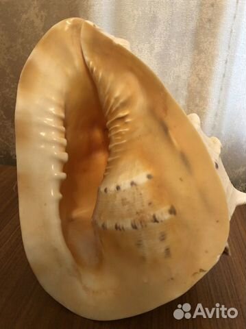 Ракушка морская большая