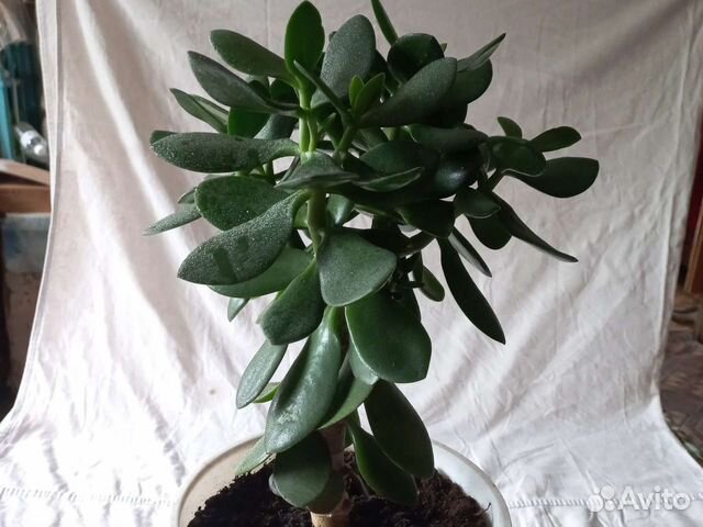 Толстянка, Денежное дерево