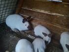 Калифорнийские кролики и рексы объявление продам