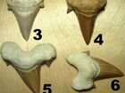 Зубы Otodus, Мегалодон, Squalicorax, копролиты