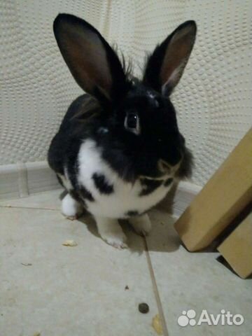 Передержка грызунов