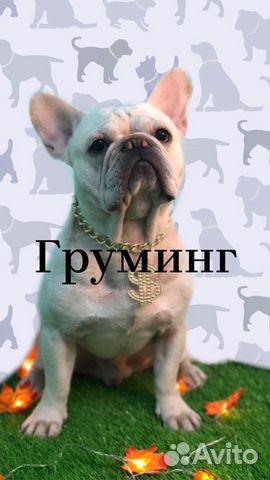 Груминг собак