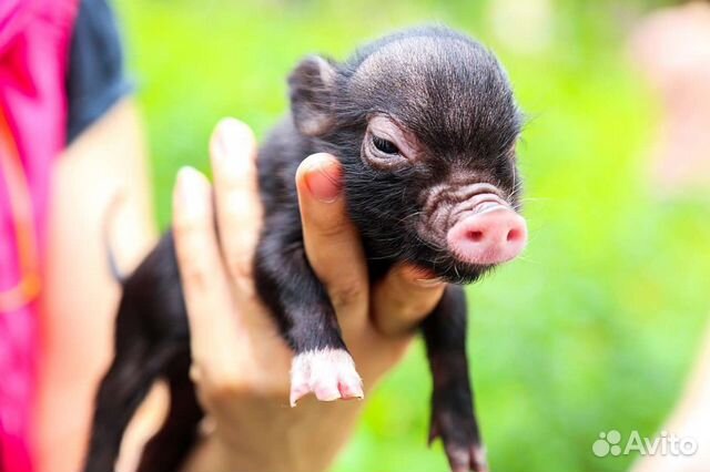 Минипиг, микропиг, микро пиги, мини пигги