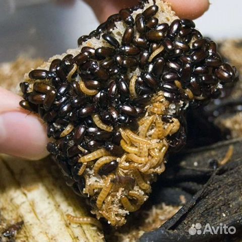 Жук знахарь и туркменский таракан