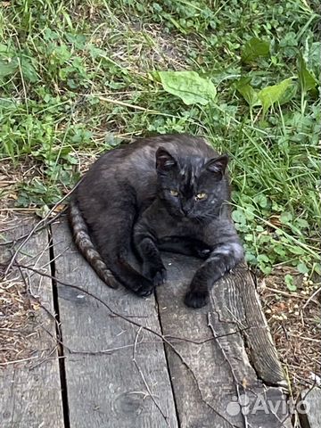 Котик в добрые руки