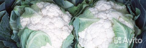 Семена Капусты 