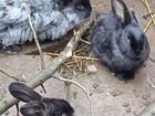 Кролики Самцы 6 шт, 2,5-2,7 кг живой вес объявление продам
