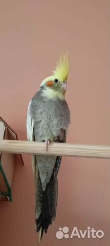 Попугай корелла птенцы