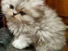 Шикарный персидский котик экстремал