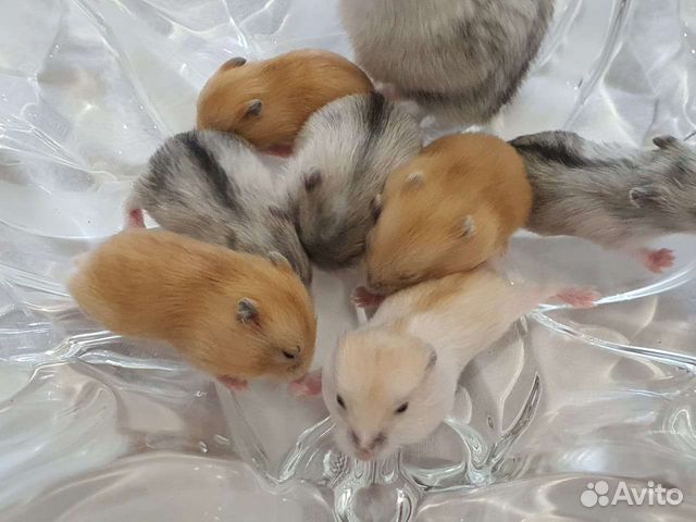 Джунгарские хомячки разных окрасов