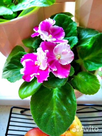 Фиалки сортовые