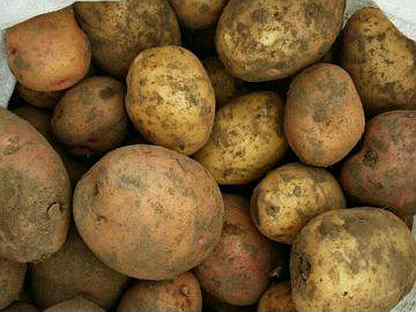 Картофель со своего огорода с. Устюг