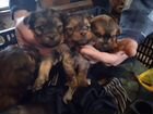 Собаки щенки ши-тцу объявление продам