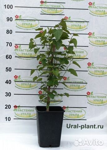 Саженцы шелковицы 140см