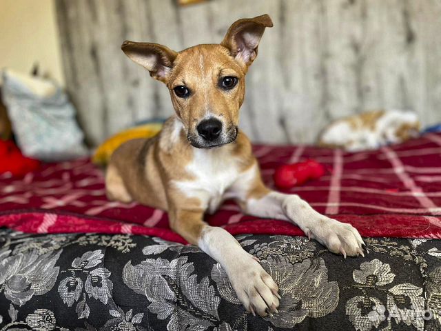 Эксклюзив с породными корнями, стерильная в дар