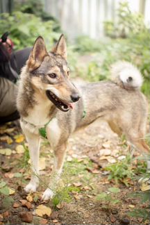 Красавица Сара в дар