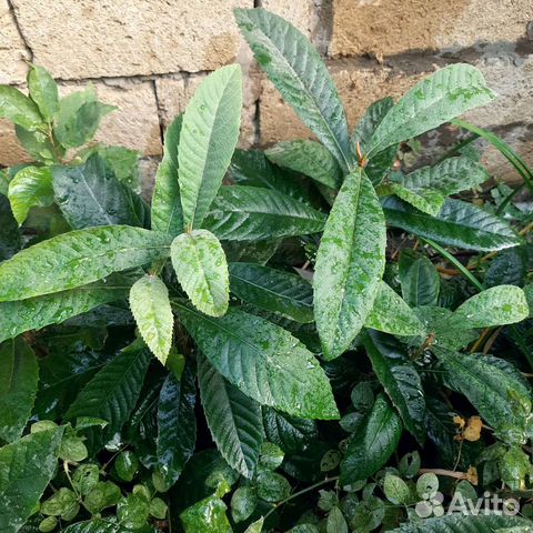 Саженцы мушмулы