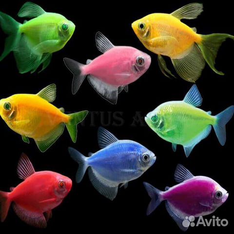 Аквариумная рыба